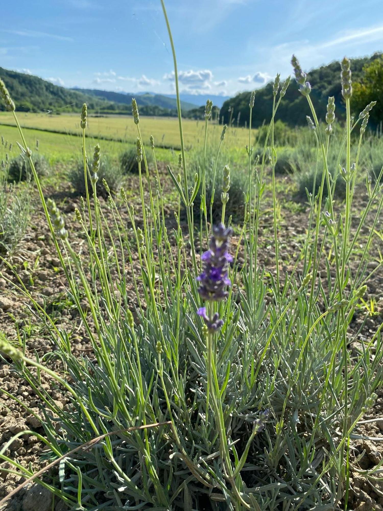 Casa Vacanze Podere San Giusto Volterra Dış mekan fotoğraf