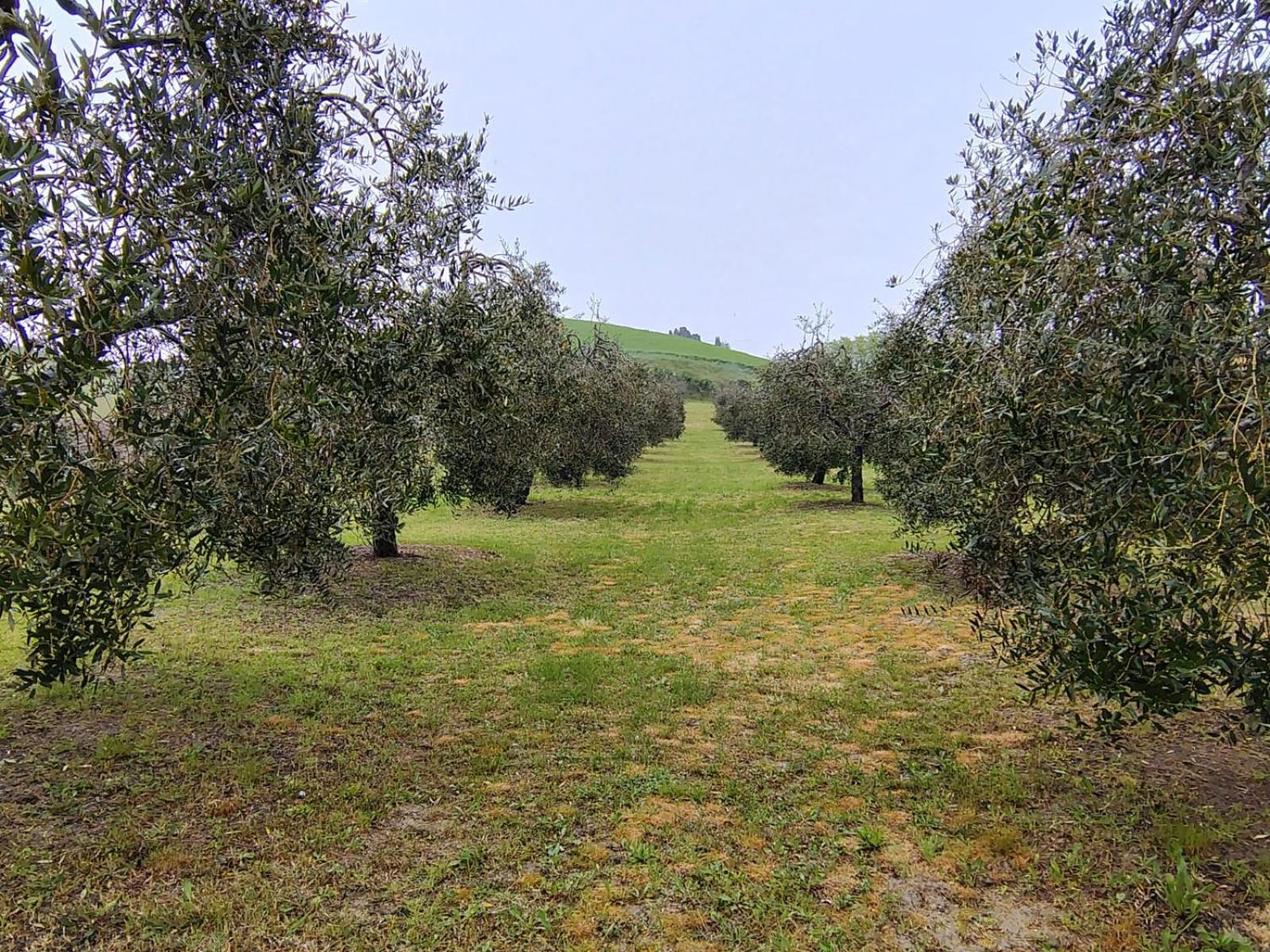Casa Vacanze Podere San Giusto Volterra Dış mekan fotoğraf